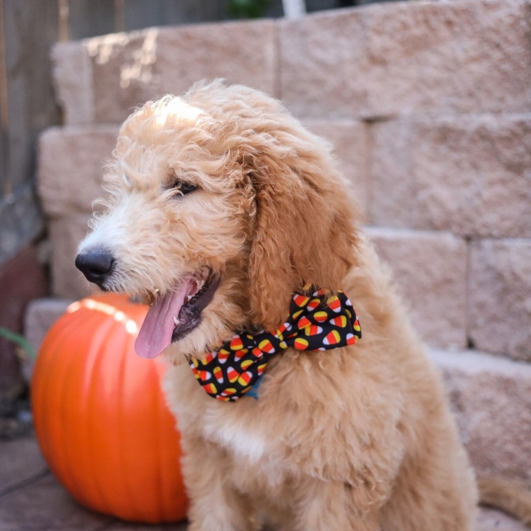 thumbnail image 2 of KAWAMOUSE Adjustable Pre-tied Bow Tie For Toddler Boys (Pink 2 of 9